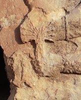 Detailed image of the fan-shaped top of a rod in raised relief (stone)