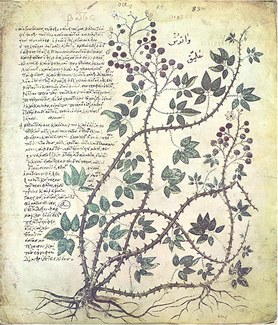 Text describing the uses of medicinal plants with an illustration of European bramble. From Dioscorides