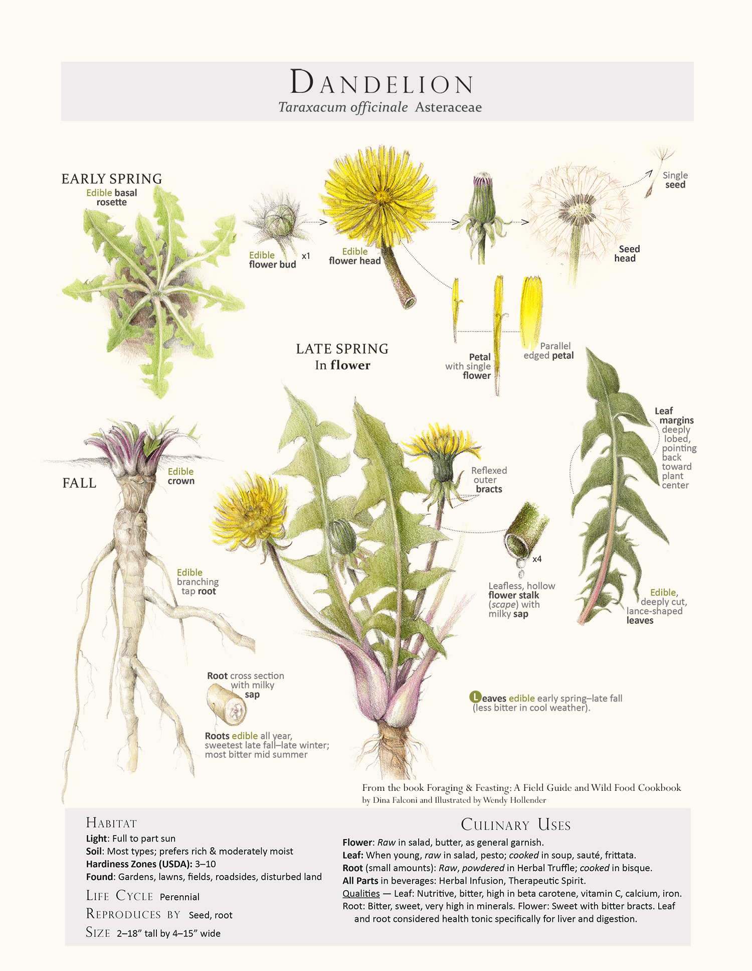 Page from Foraging and Feasting