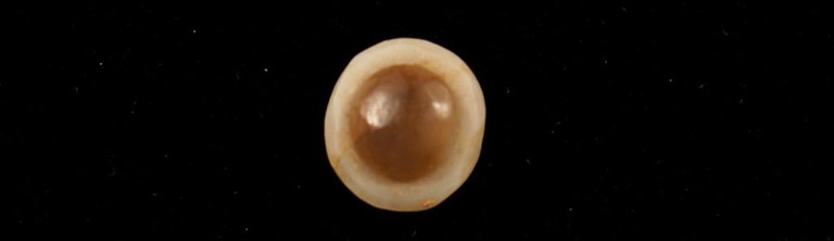 A single eyestone made from agate. The larger concentric circle is off white and the smaller circle inside of it is a dark brown.