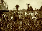 32. Tobacco Plantation, Rasht