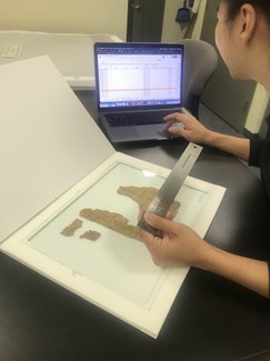 Melody Chen measuring a papyrus in NYU Special Collection.