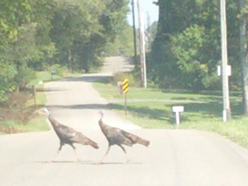 Turkeys