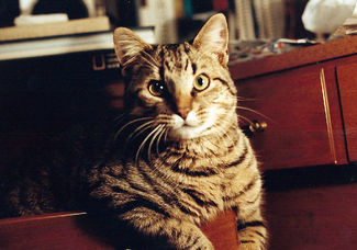 drawer cat