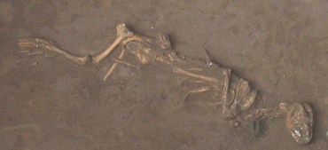 Associate Professor Rod Campbell featured in Scientific American 