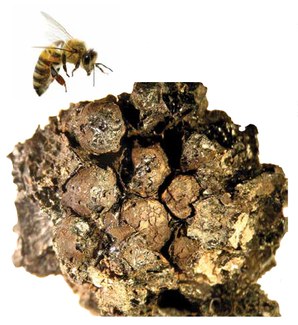 A photograph of a bee in flight hovering over an ancient piece of honeycomb.