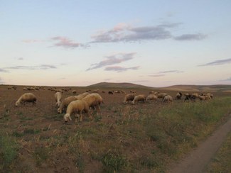 Sheep grazing in Yozgat Province, Turkey.