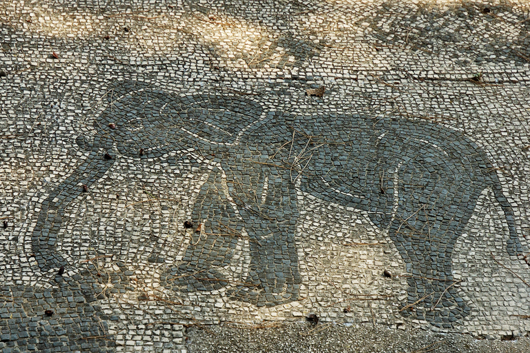 Photo of a mosaic pavement made of white and black tesserae. An elephant is drawn in profile.