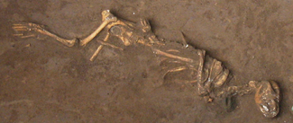 Photo depicting the skeleton of a puppy still embedded in the earth.