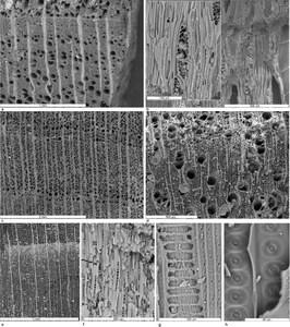 SEM photos of wood charcoal of selected text. See article for more.