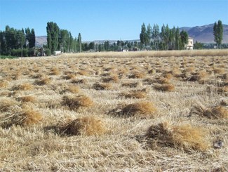 Harvested-field-nigde.jpg
