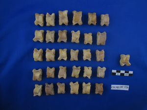 Photograph of 31 sheep/goat ankle bones arranged in a 6x5 grid on blue background with 1 ankle bone to the right. 5 cm scale below the single ankle bone on the right.
